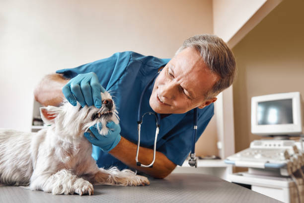 Best Emergency Dental Care for Trauma or Injury in Northwest Harwinton, CT